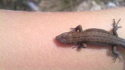 2016 Salamander auf Arm