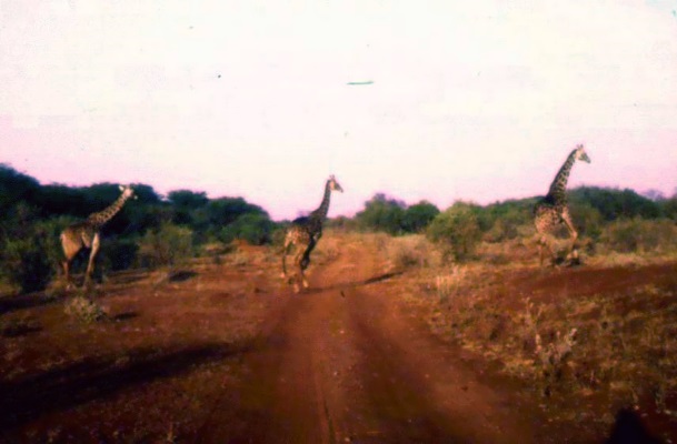 0 AFRIKA giraffen